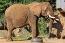 2013-09-25-africanelefant.jpg