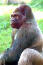 2013-09-25-gorilla1.jpg