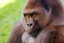 2013-09-25-gorilla2.jpg
