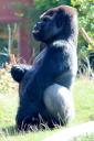 2013-09-25-gorilla3.jpg