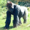 2013-09-25-gorilla4.jpg