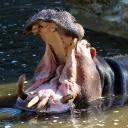 2013-09-25-hippo.jpg