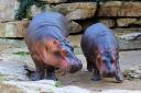 2013-09-25-hippos.jpg