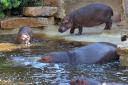 2013-09-25-hippos2.jpg