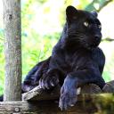 2013-09-25-panther1.jpg