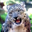 2013-09-25-schneeleopard.jpg
