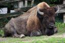 2015-09-18-bison.jpg